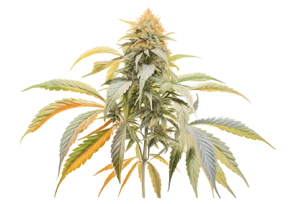 Eine Cannabisblüte und Blätter, reich an Farbvielfalt. Farbintensive Blüten einer Cannabispflanze in voller Entfaltung.